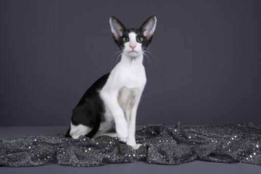 Chat oriental bicolore noir et blanc sur fond gris