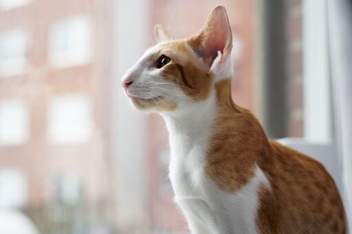 Chat bicolore oriental rouge et blanc devant une fenêtre