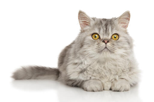 Chat persan en étain couché sur un fond blanc