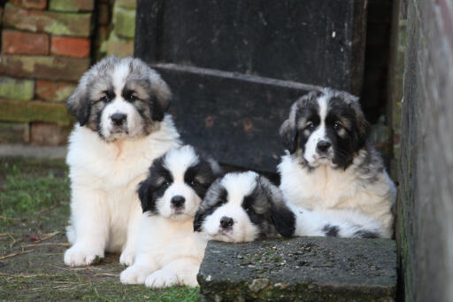 Chiots-mastiffs-pyrénéens