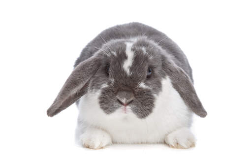 Un beau lapin gris et blanc anGora rabbit