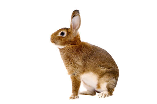 Un lapin castor rex avec une belle fourrure douce Un lapin castor rex avec une belle fourrure douce