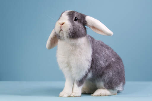 Un magnifique mini-lapin gris et blanc avec les oreilles baissées