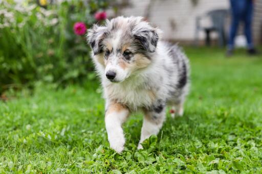 Chien de berger des shetland-chiot