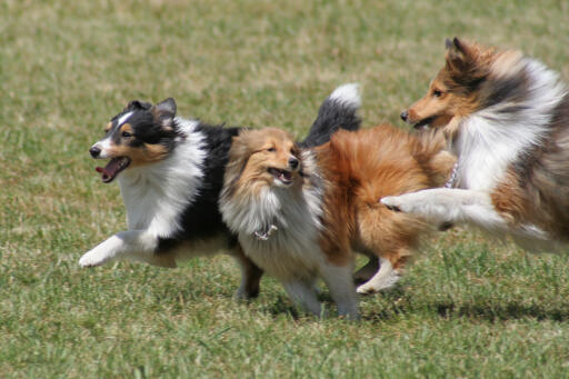 Chien de berger shetland-course