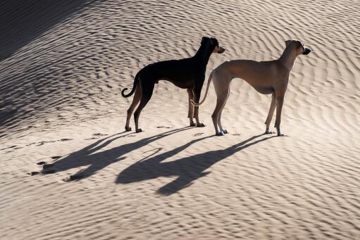 Sloughi-two-dogs-in-desert