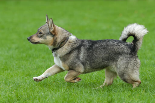 Chien de chasse suédois