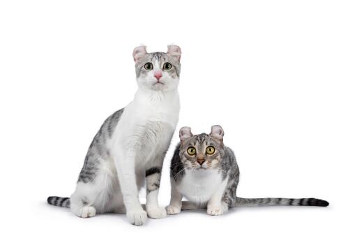 Un couple de chats américains alertes et frisés sur fond blanc