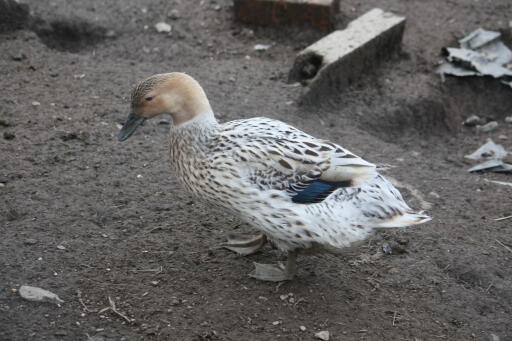 Canard ranger abacot