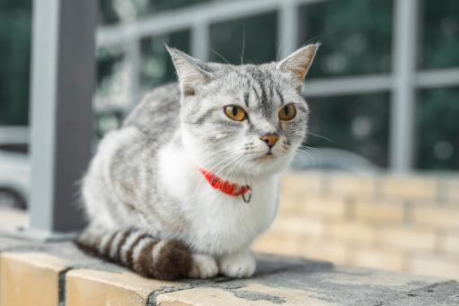 Chat américain à poil dur avec un collier rouge assis proprement sur un mur