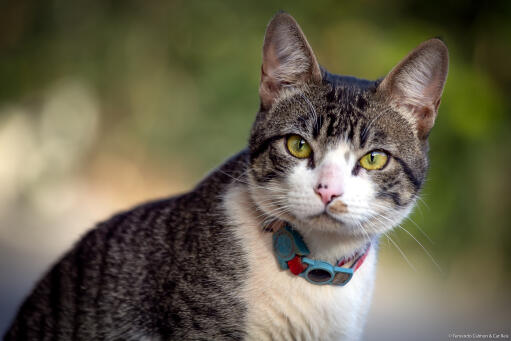 Alerte chat américain à poil dur avec un collier bleu et rouge à l'extérieur