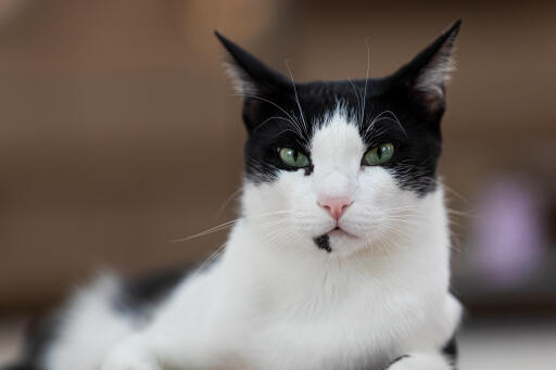 Mau noir et blanc arabe avec les yeux verts