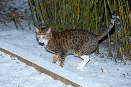 Chat arabe mau tabby dans le Snow