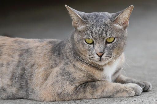 Chat tortie asian self couché sur le sol