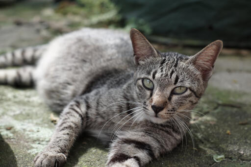 Chat asian tabby allongé sur le sol