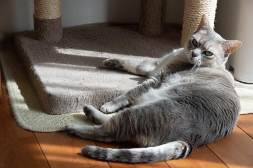 Chat brumeux australien appuyé sur un arbre à chat