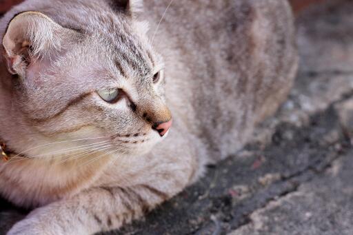 Brume australienne se relaxant sur le sol