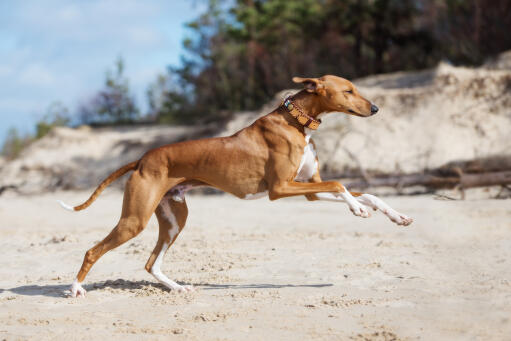 Chien athlétique azawakh courant sur une plage