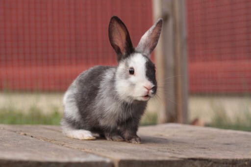 Bébé lapin arlequin assis sur une plateforme en bois.