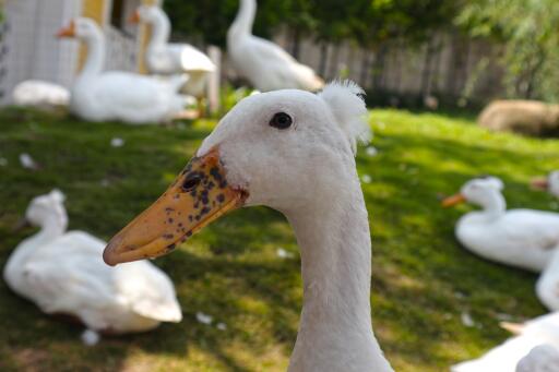 Tête de canard bali en gros plan