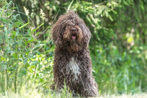 Chien barbet avec un beau poil frisé à la campagne