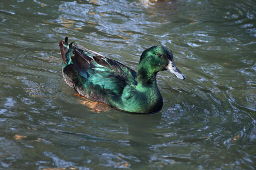 Canard noir indien de l'est sur l'eau