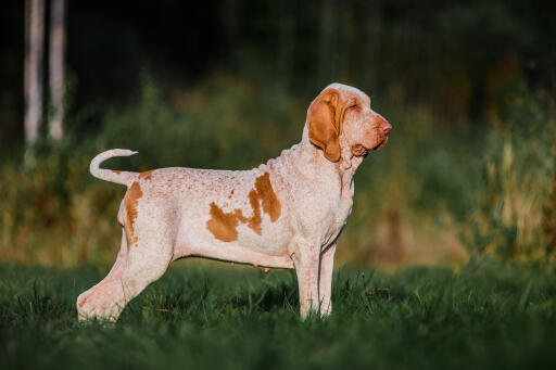 Chien bracco italiano debout dans un champ