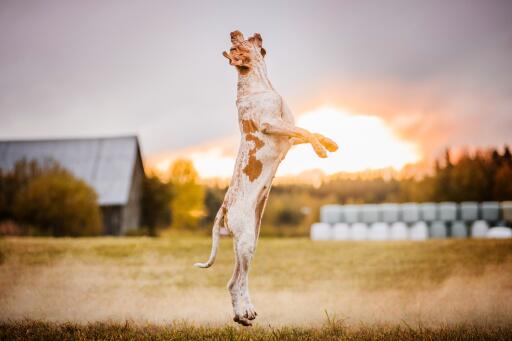 Chien bracco italiano sautant dans un champ au coucher du soleil