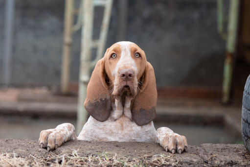 Chiot bracco italiano regardant par-dessus un mur