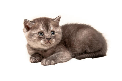 Chaton fumée british shorthair couché sur fond blanc