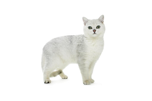 Chat british shorthair tipped sur fond blanc