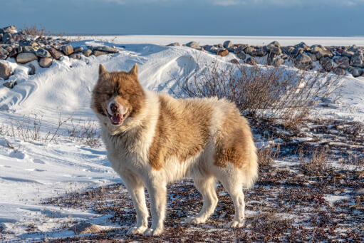 Un beau chien eskimo canadien en pleine nature