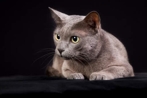 Mignon chat korat couché