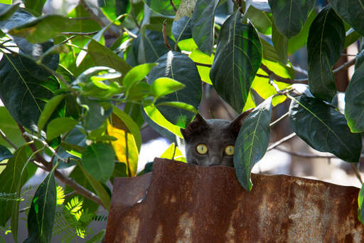 Un joli chat korat aux yeux verts raisin