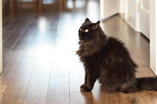 Chat chantilly assis de profil sur un plancher de bois