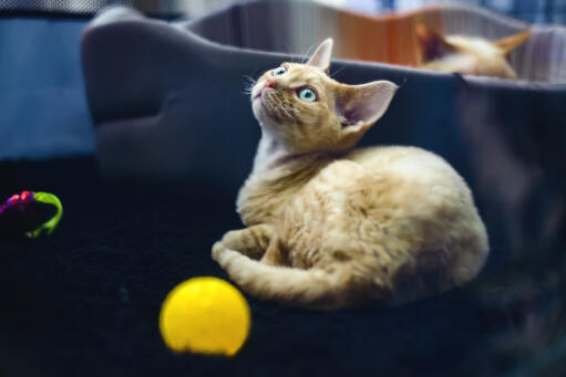 Chaton german rex avec une balle jaune