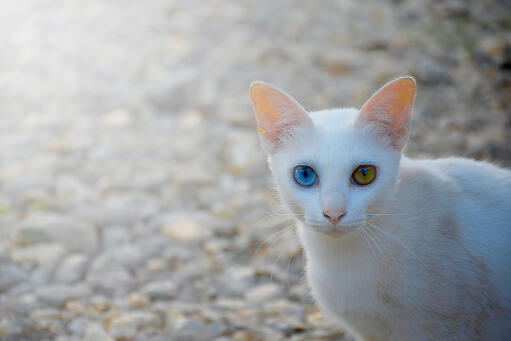 Chat khao manee sur la route