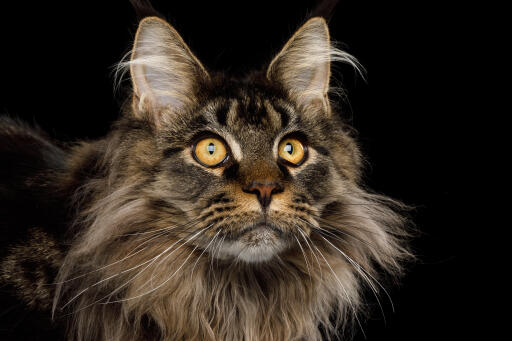 Gros plan d'un chat maine coon à l'expression intense