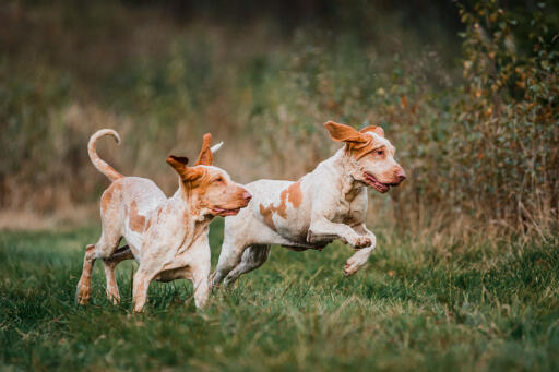 Paire de chiens en bracco italiano jouant dans un champ