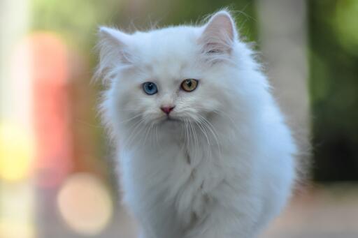 Chat persan aux yeux bizarres en promenade