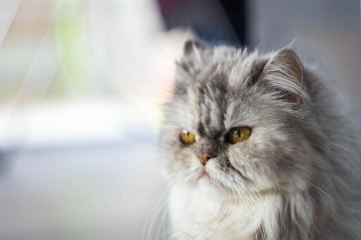 Chat persan en étain gros plan du visage