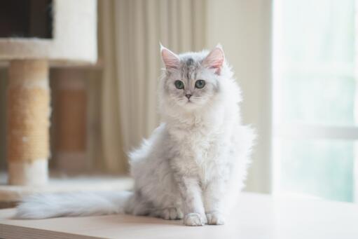 Chat persan silver tabby assis près d'un arbre à chat