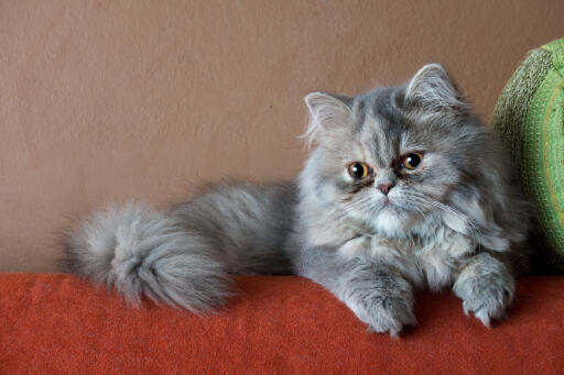 Chat gris persan fumé couché sur une couverture rouge