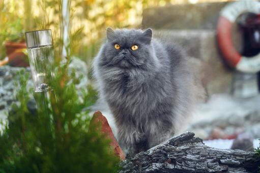 Chat gris persan fumé dans les rues