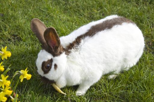 Rhinelander lapin sur la pelouse