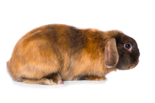 Vue latérale d'un lapin en satin sur fond blanc