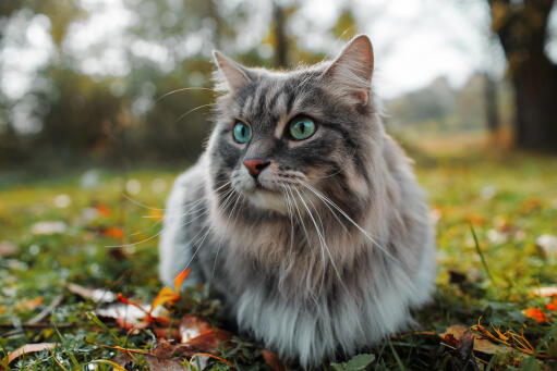 Chat sibérien assis sur l'herbe