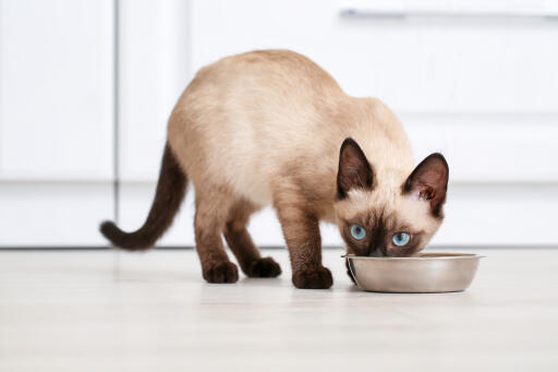 Chat thaïlandais mangeant dans un bol dans une cuisine