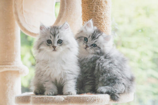 Deux chatons persans silver tabby assis dans un arbre à chat