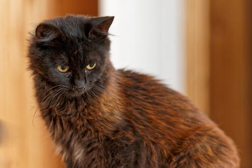 Close up of york chocolate cat looking intently